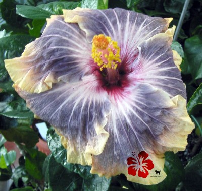 Gabriel internet.jpg