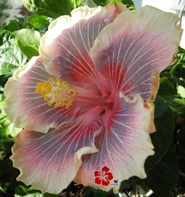 barry schlueter internet.jpg