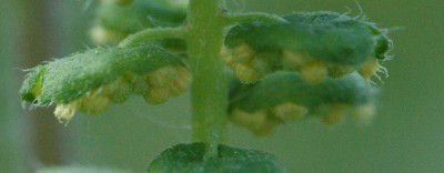 11-11-09 raetsel.JPG