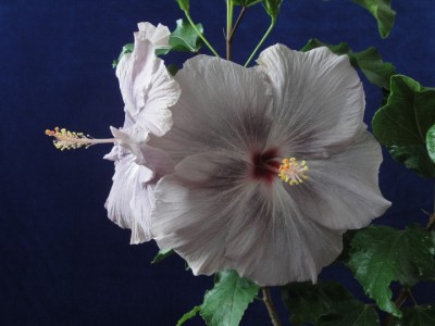 Wagon Wheel x Carmen Keene 2nd day.JPG