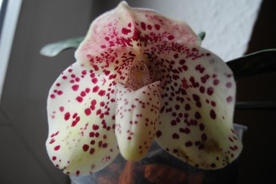Paphiopedilum Bellatulum-offen.JPG