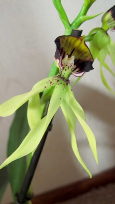 Encyclia cochleata.JPG