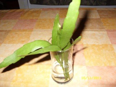 Photo1.jpg