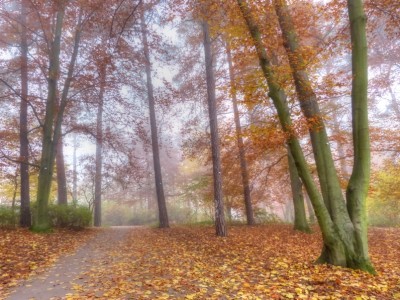 2011-11-09 021comd.jpg