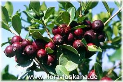 psidium_littorale_-_dia.jpg
