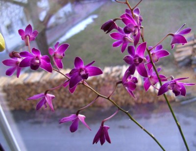 Dendrobium Berry Oda 5900.jpg