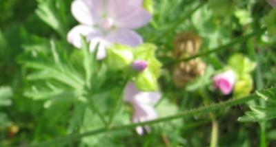 Moschusmalve Blätter leider unscharf(5).JPG