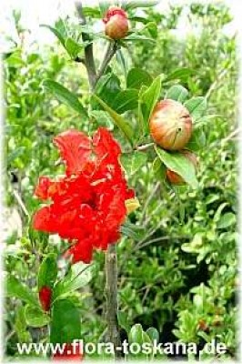 punica_granatum_12_-_digi.jpg