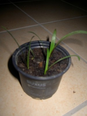 PICT1168.JPG
