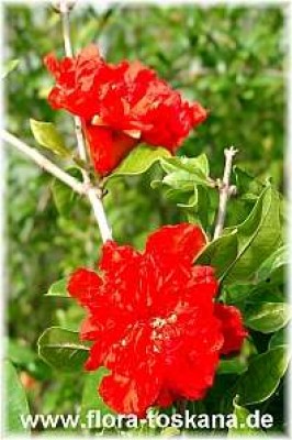 punica_granatum_4_-_digi.jpg