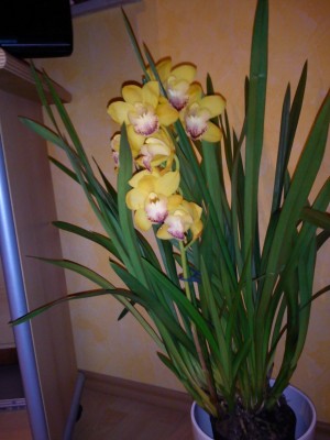 DSC00093.jpg