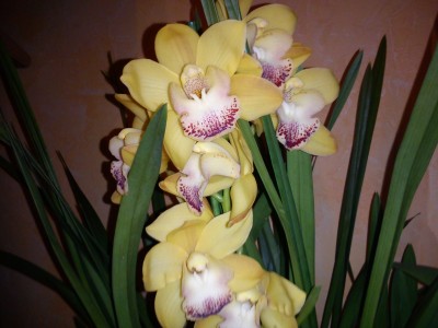 DSC00089.jpg