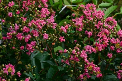 2011 1008 blühende Jungpflanze.jpg