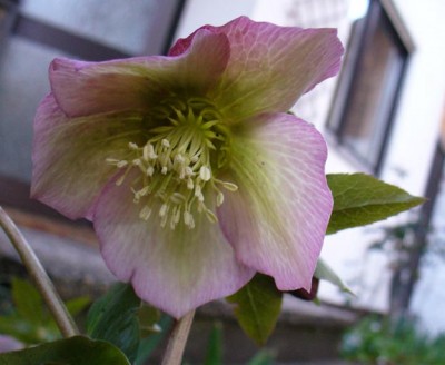 Helleborus hell P1040742k.jpg