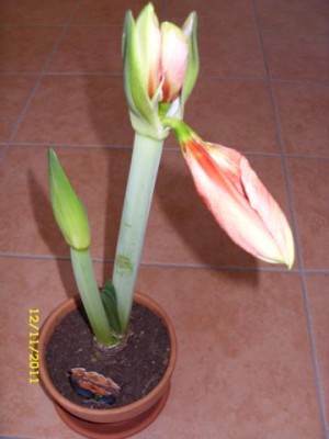 Photo2.jpg