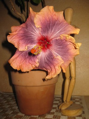 Größenänderung IMG_3513.JPG