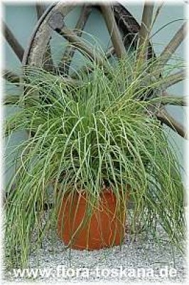 puya_mirabilis_2_-_051205.jpg