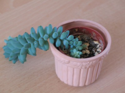 sedum.jpg