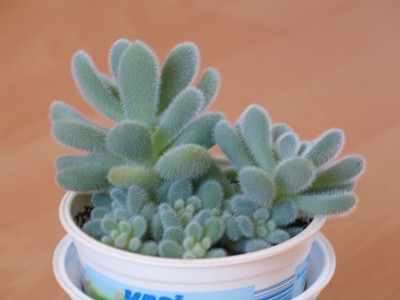 s.hintonii.jpg