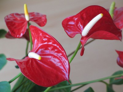 flamingo2.jpg