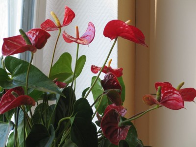 flamingo1.jpg