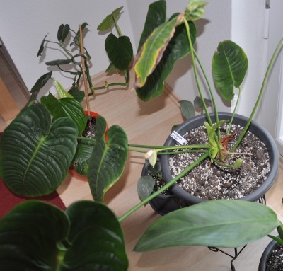Anthurium_veitchii.jpg