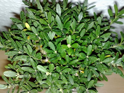 bonsai_121111_1.jpg