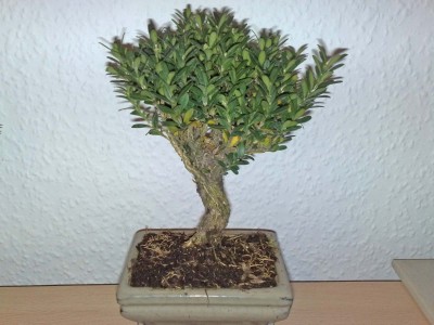 bonsai_121111_2.jpg