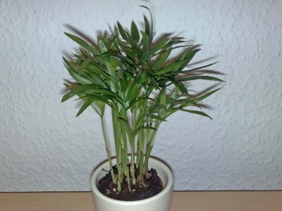 gewächs_121111.jpg