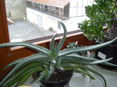 Succulenten (3).jpg