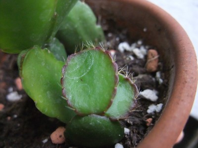 DSCF0819.JPG
