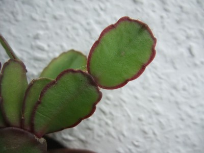 DSCF0817.JPG