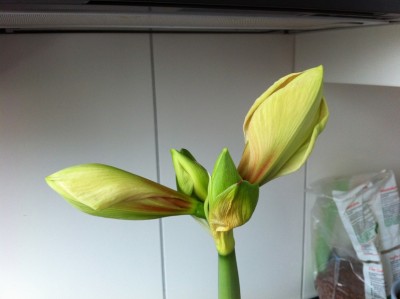 Exotica Knospe...jpg