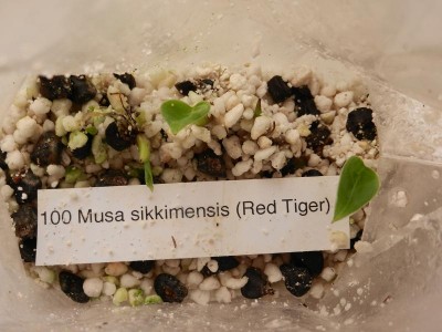 Musa.JPG