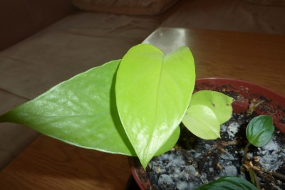 P1020027.JPG