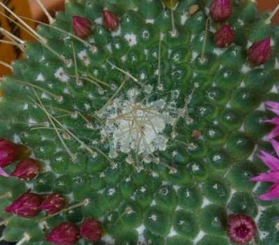 Mammillaria spinosissima2 - Kopie.JPG