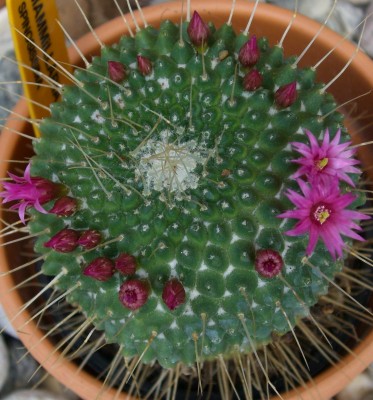 Mammillaria spinosissima2 - Kopie.JPG