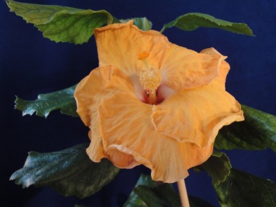 Fifth Dimension Selbstung.JPG