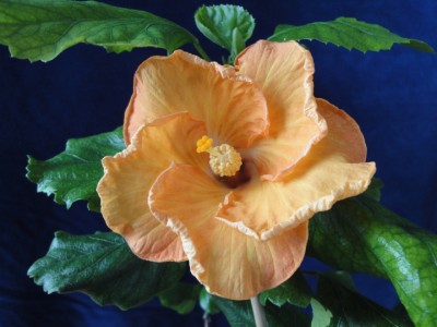 Fifth Dimension Selbstung Opening.JPG