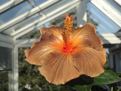 Black Jack Sonnenlicht.JPG