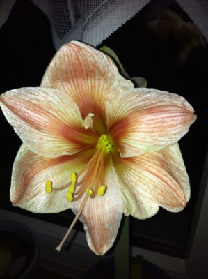 Exotica Blüte..jpg