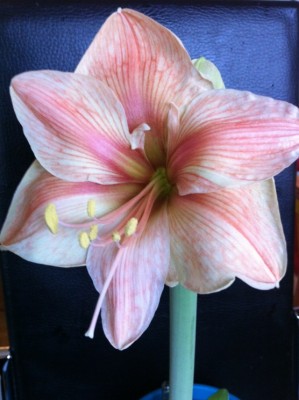 Exotica Blüte.jpg