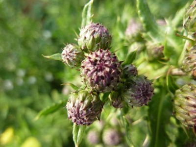 Kratzdistel (1) - Kopie (640x480).jpg