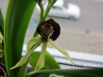 encyclia cochleata.JPG