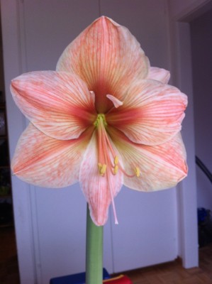 Exotica Blüte...jpg