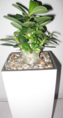 Dieselbe Wüsti von heute 16-11-2011 (3).PNG