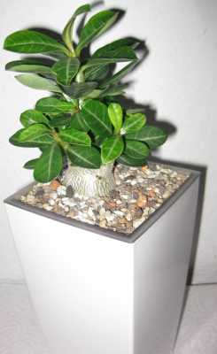 Dieselbe Wüsti von heute 16-11-2011 (2).PNG