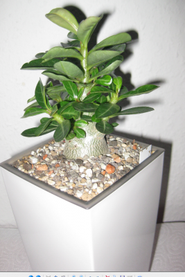 Dieselbe Wüsti von heute 16-11-2011 (1).PNG