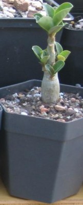 Wüsti namenslos am 06.06.2011.JPG