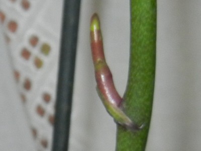 RSCN4830.JPG